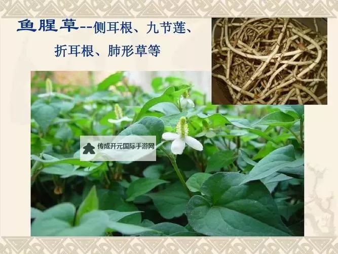 九草在线在线：畅享无限阅读体验的新平台图1