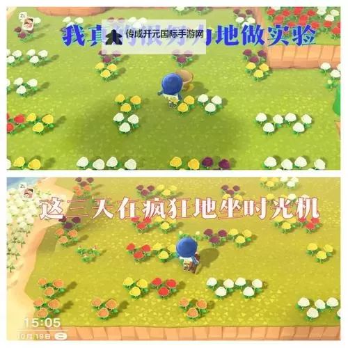 《动物森友会》运用白玫瑰种蓝玫瑰方法图1