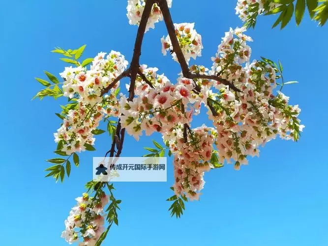 欧美激情综合五月色丁香：畅享夏日的热情与浪漫图1