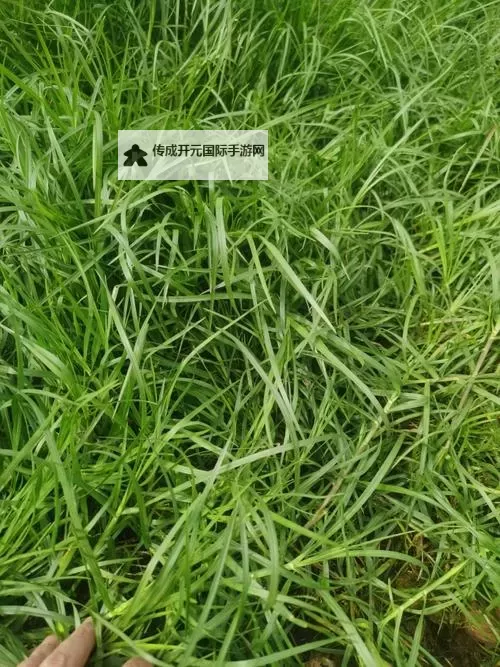 探索173.一起草的神秘世界：揭秘背后的故事图1