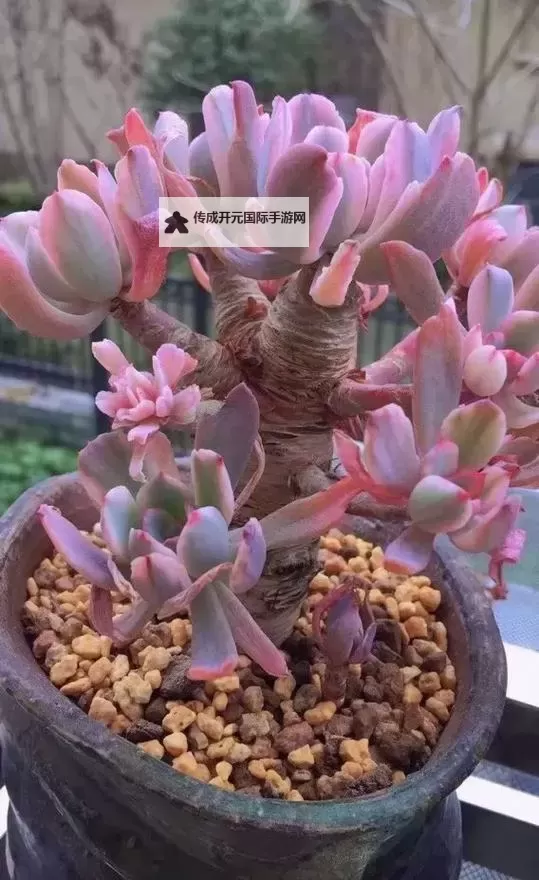 《整篇都是车的多肉1V3比P：多肉植物与汽车元素的奇异融合》图1