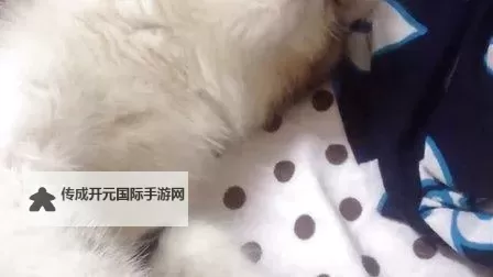 【搞笑合集】真是不经弄的小东西视频大集合，笑到停不下来！图1