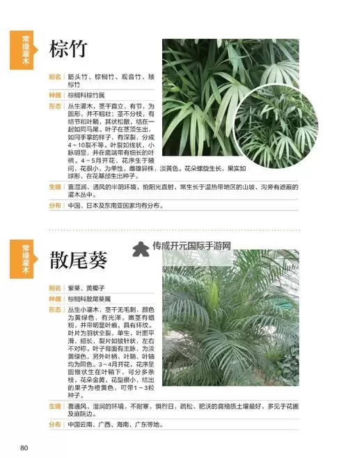 《上古卷轴5》植物图鉴 植物资料及图鉴大全图1