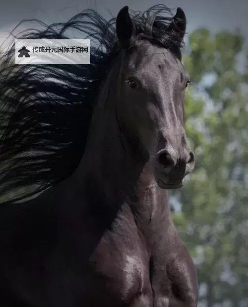 探索最新的ZOOM动物马：科技与自然的完美结合图1