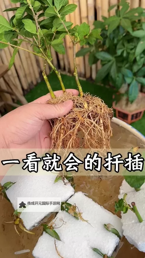 全面学习指导：欧式72种扦插视频教程全解析图1