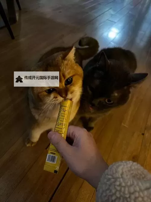温暖行动：共同拯救小猫咪的勇敢瞬间图1