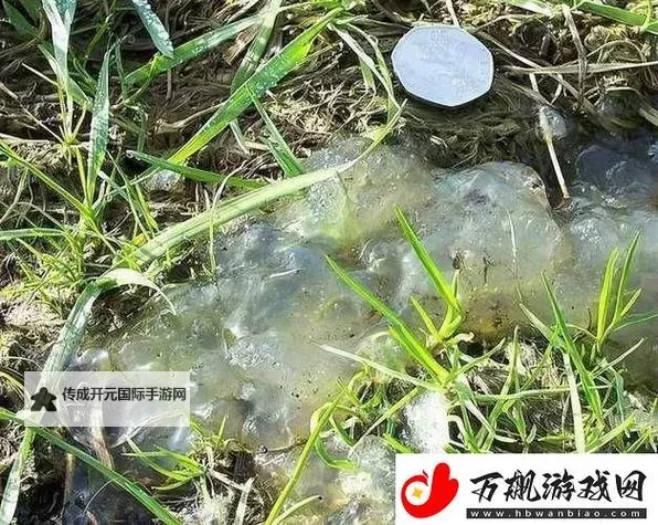 果冻传染煤片：2024年1月的最新动向与潜在危机图1