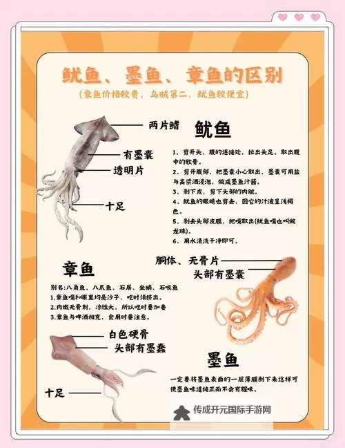 深入解析：鱿鱼B2577直接进入的优势与应用前景图1