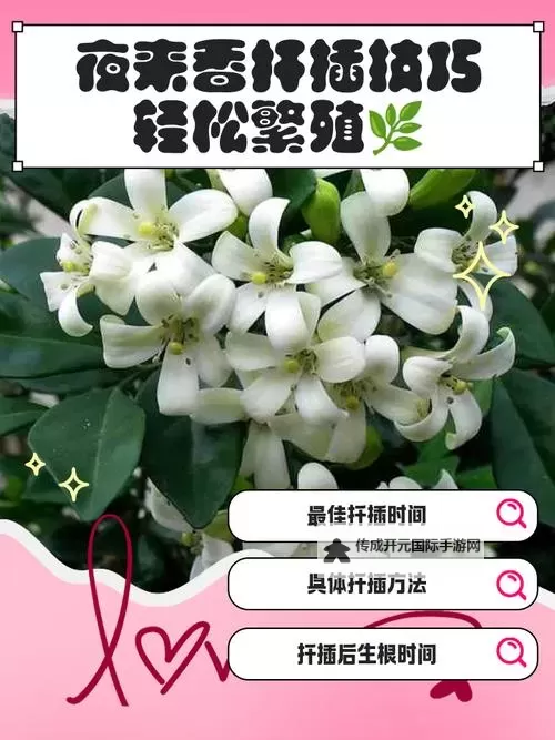 夜来香插枝视频：完美繁殖与养护技巧全解析图1