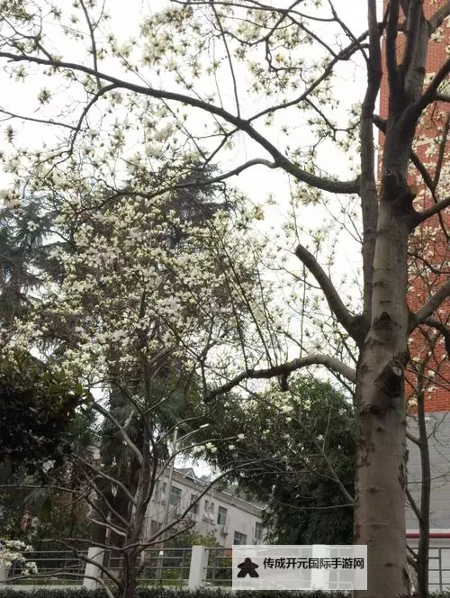 校园春色色色色色色色色：绽放在春日里的青春绚丽篇章图1
