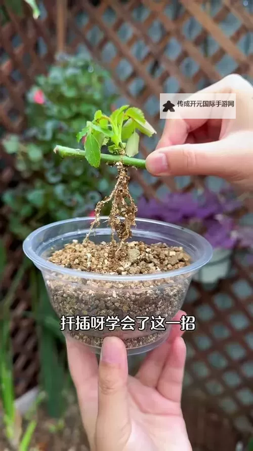 男女扦插技术详解与实用指南图1