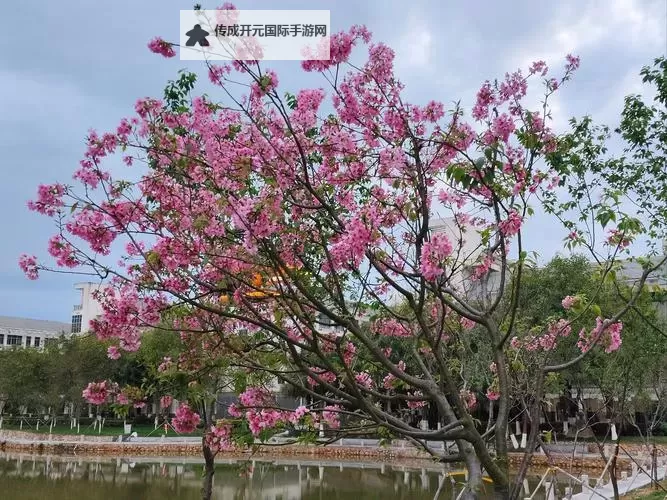 校园春色综合网：携手共度美好时光的春日盛宴图1