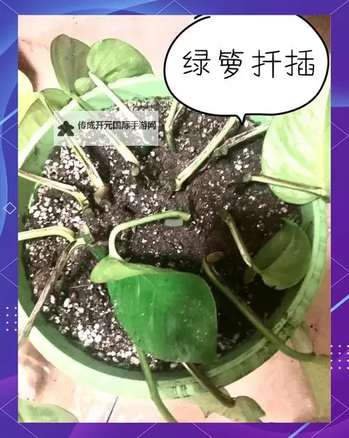 男女扦插技术详解与实用指南图2
