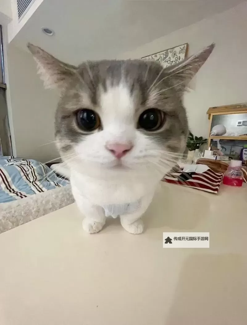 揭秘新版猫咪vunbzf.xyf：全新体验与精彩升级图1