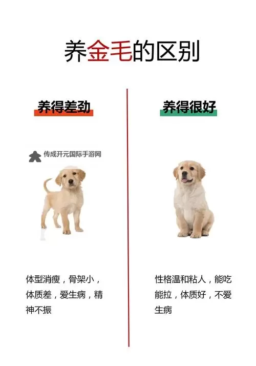 与你自己养的金毛做7次：宠物主人温馨互动指南图1
