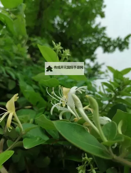 帐中香袅袅升金银花海棠，春意盎然韵悠悠图1