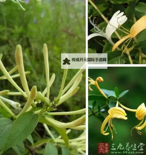 银荡学院TXL金银花：探索药用价值与创新应用图1