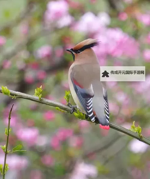 百万骑士团电脑版下载 怎么下载百万骑士团电脑版模拟器图1