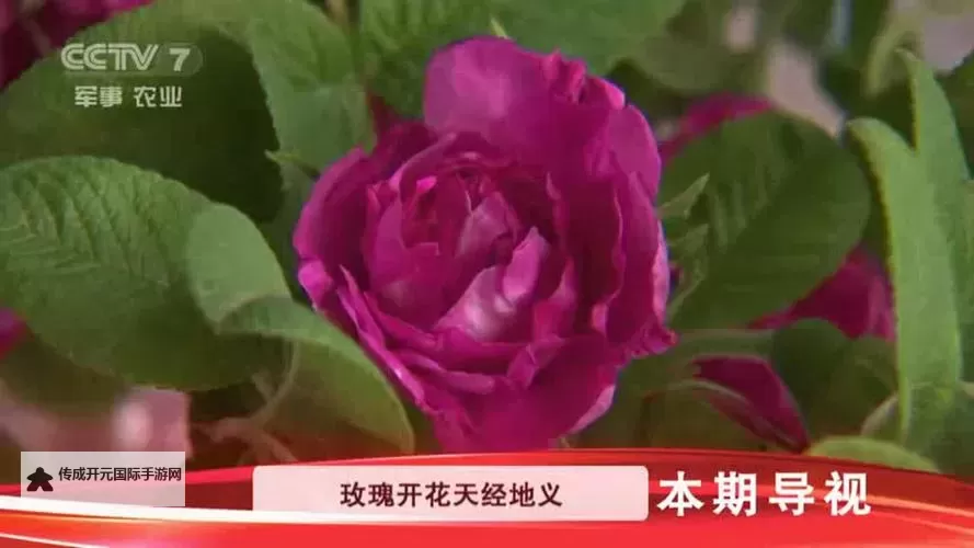 玫玖在线精品：引领潮流的优质影音平台图1