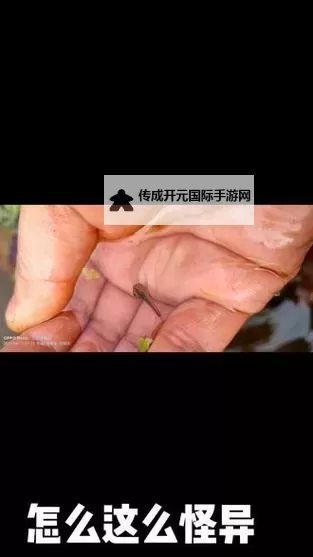 青娱乐91九色蝌蚪：多彩世界中的精彩瞬间图1