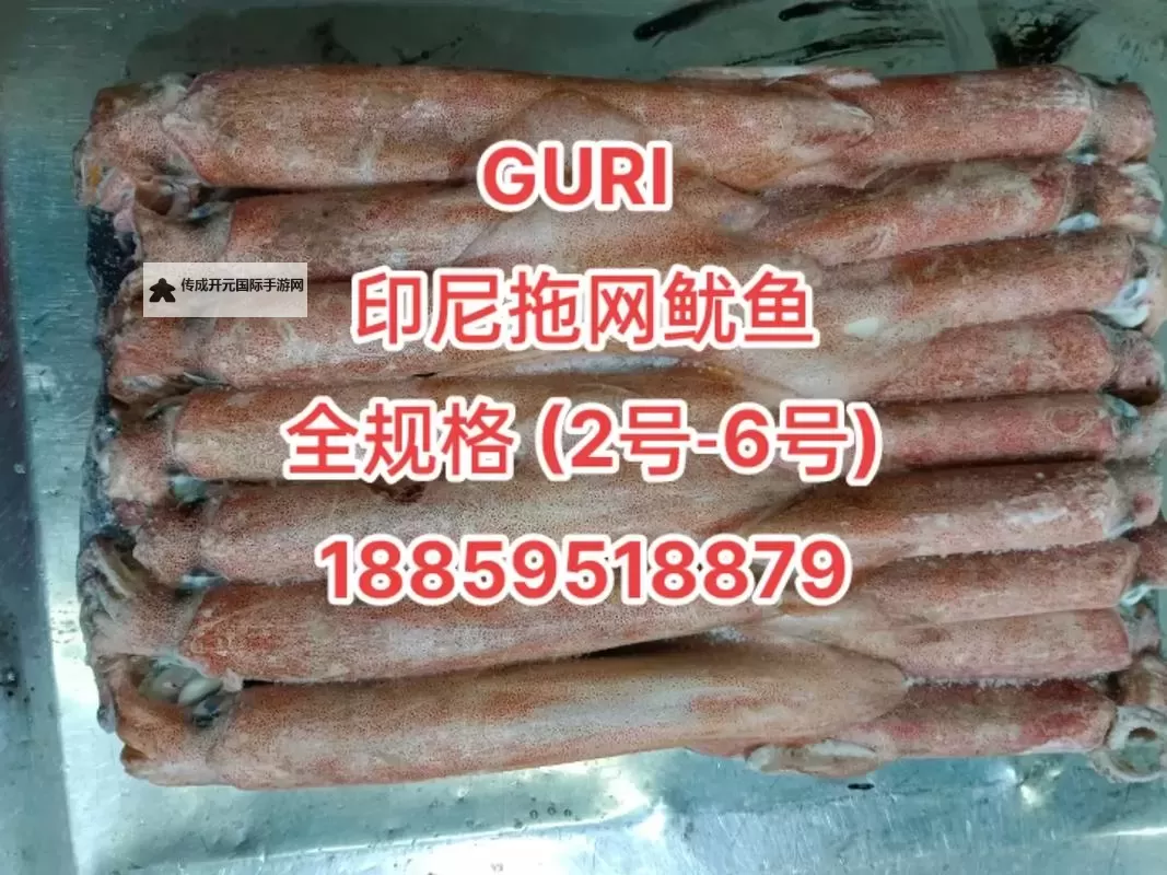 发现精彩：鱿鱼网BY66626带你畅游海洋世界图1