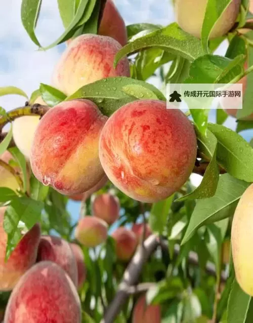 新鲜正宗水蜜桃1430.5，甘甜多汁，品质保障！图1