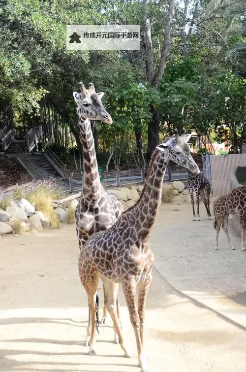 探索美国zoo视频中的亚洲奇观与动物世界图1