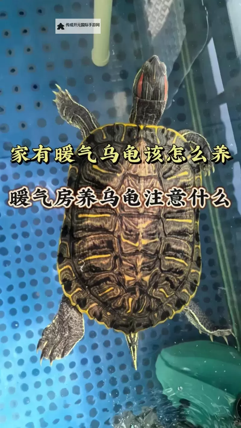 怎样降低龟的灵敏度：实用技巧与保护措施图1
