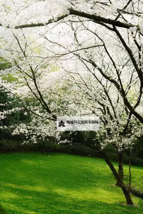 欣赏春日美景：久草电影网樱花盛开时的唯美瞬间图1