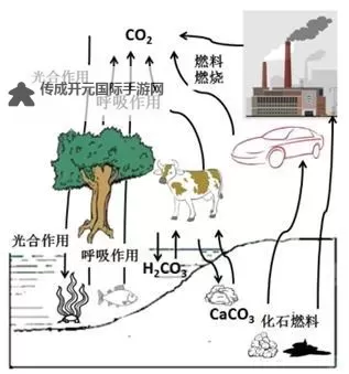 《缺氧》碳循环及氧气循环生成吸收分析图1