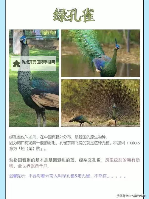 《文明7》孔雀特点介绍 孔雀特性一览图1