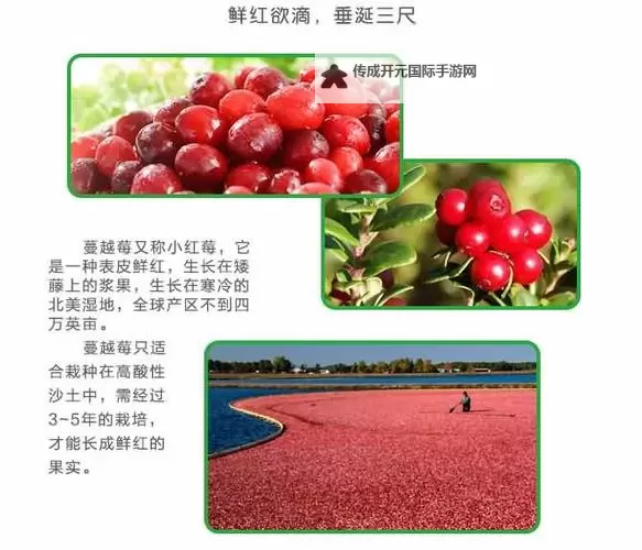 51精产区一区一区三区免费：互联网内容生态与版权风险的全景解读图1