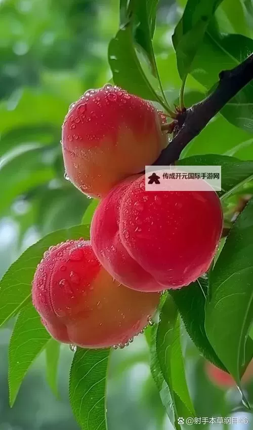国色天香蜜桃：夏日田野里的甜蜜传说图1