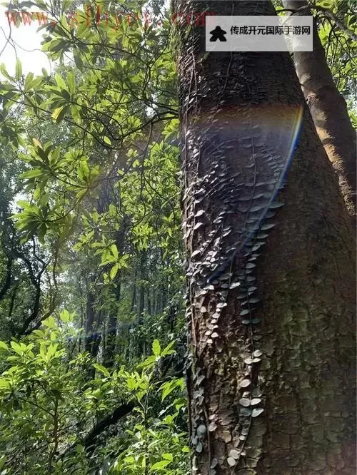 探秘奇境：最新仙踪林视频-欢迎您带你踏上童话森林之旅图1
